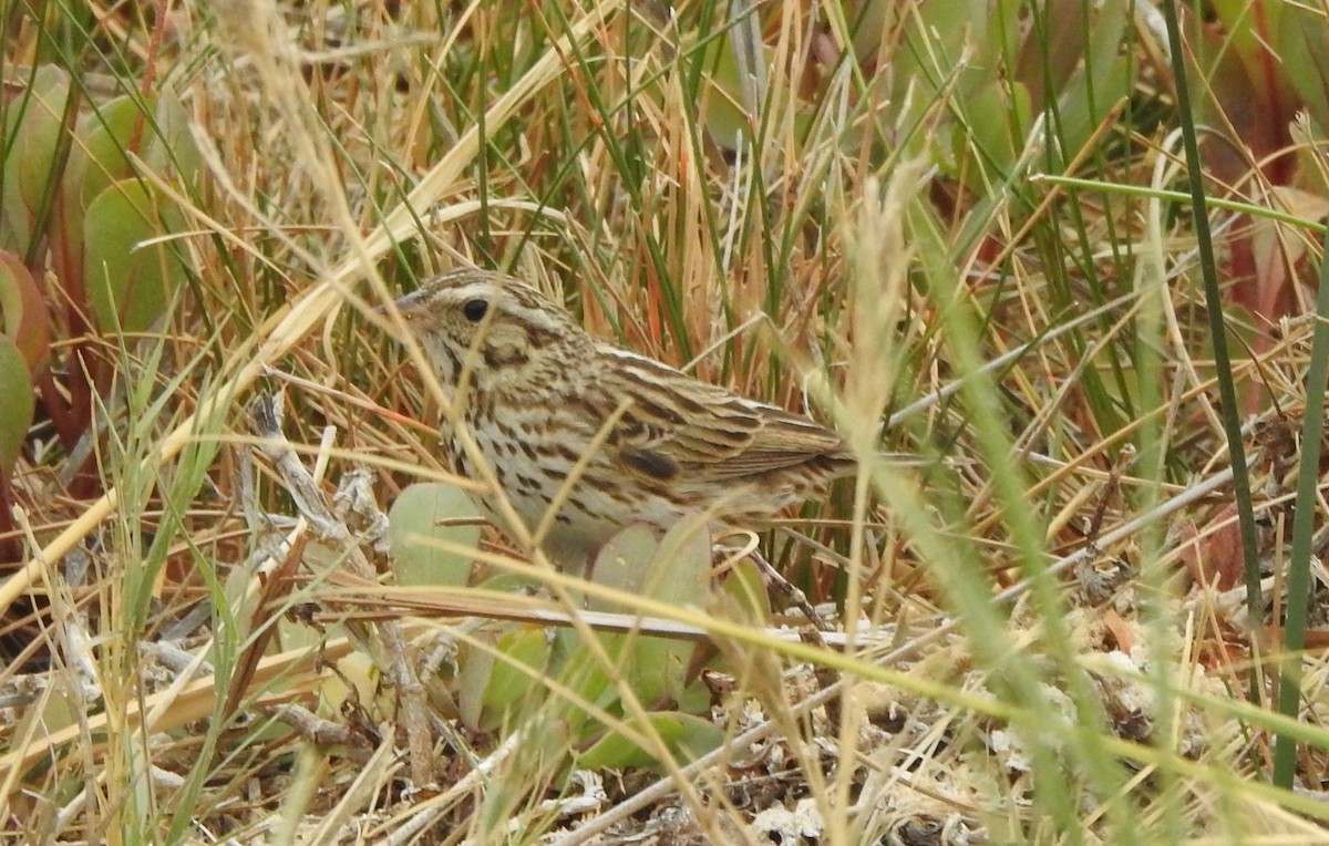 Savannah Sparrow - ML619828881