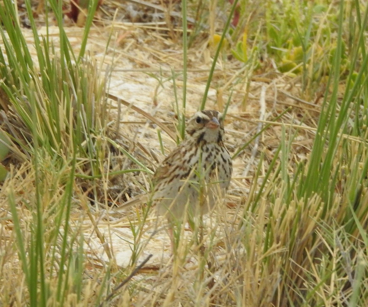 Savannah Sparrow - ML619828893