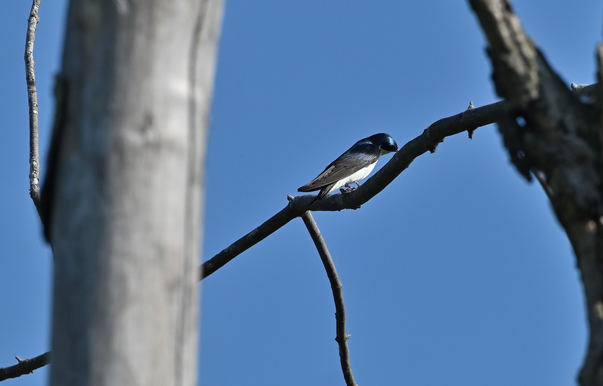 Tree Swallow - ML619828898