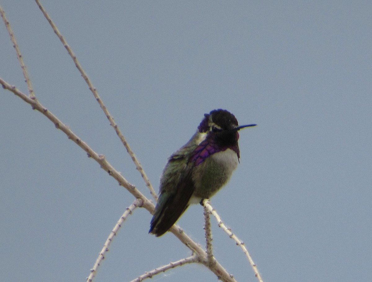 Costa's Hummingbird - ML619828901