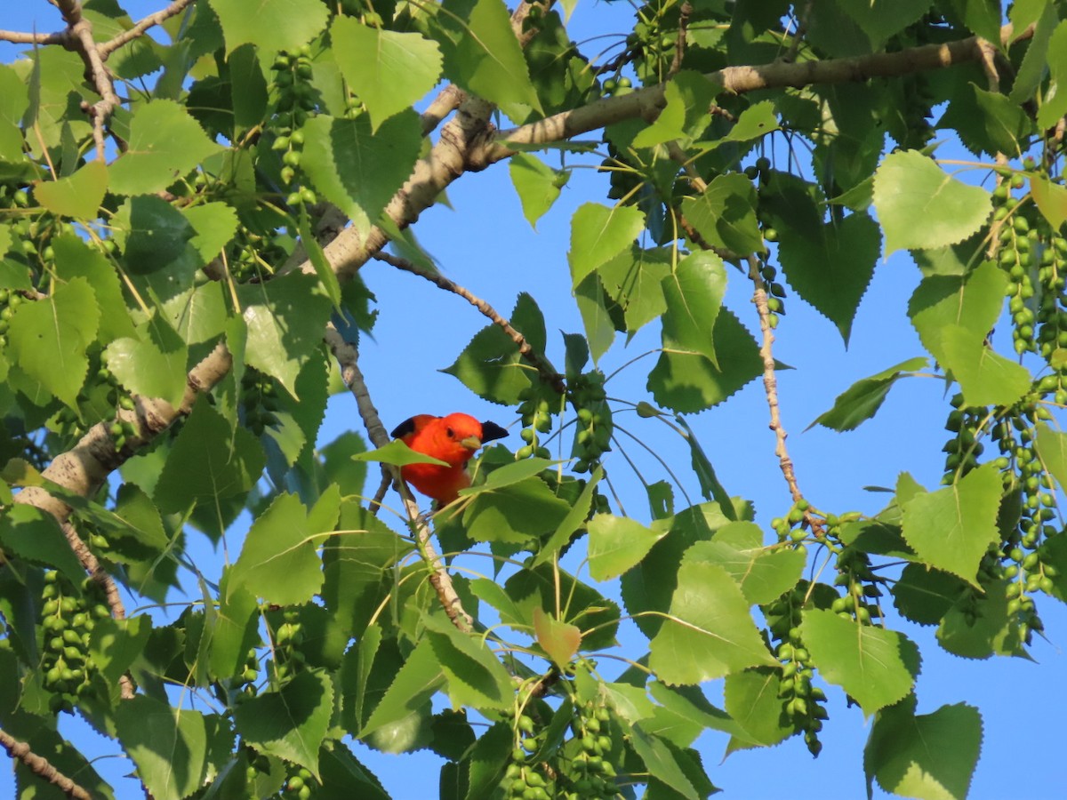 Scarlet Tanager - ML619828905