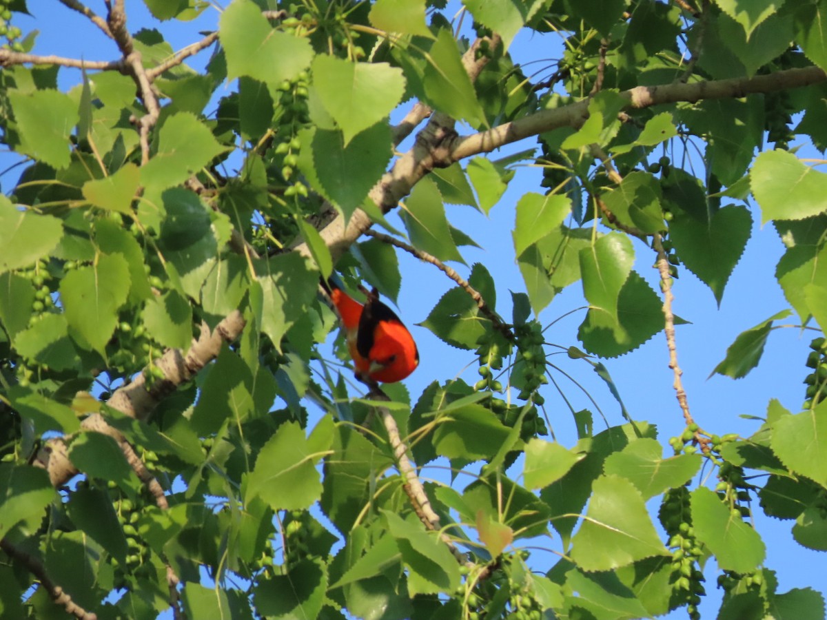 Scarlet Tanager - ML619828907