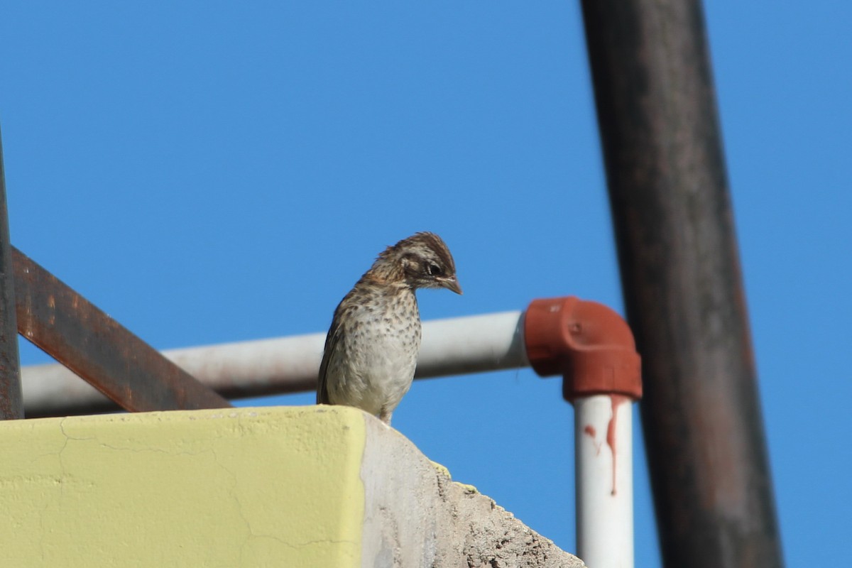 Rufous-collared Sparrow - ML619828908
