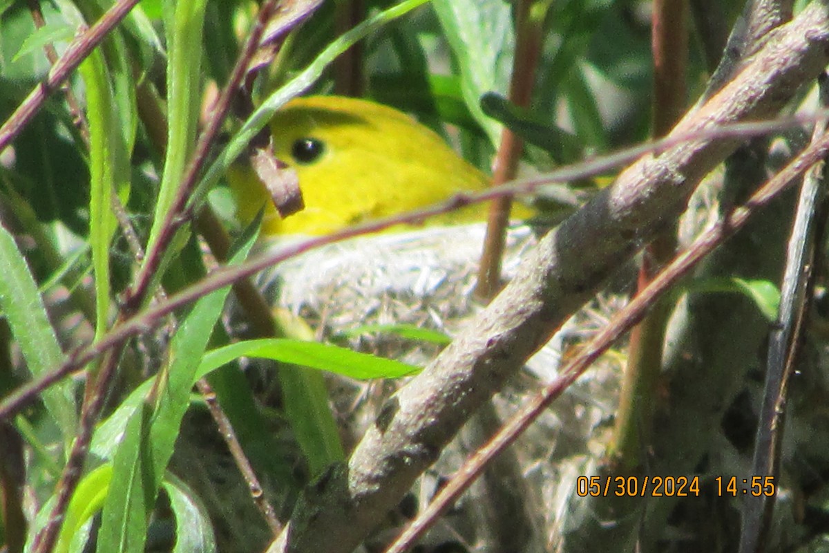 Yellow Warbler - ML619828922