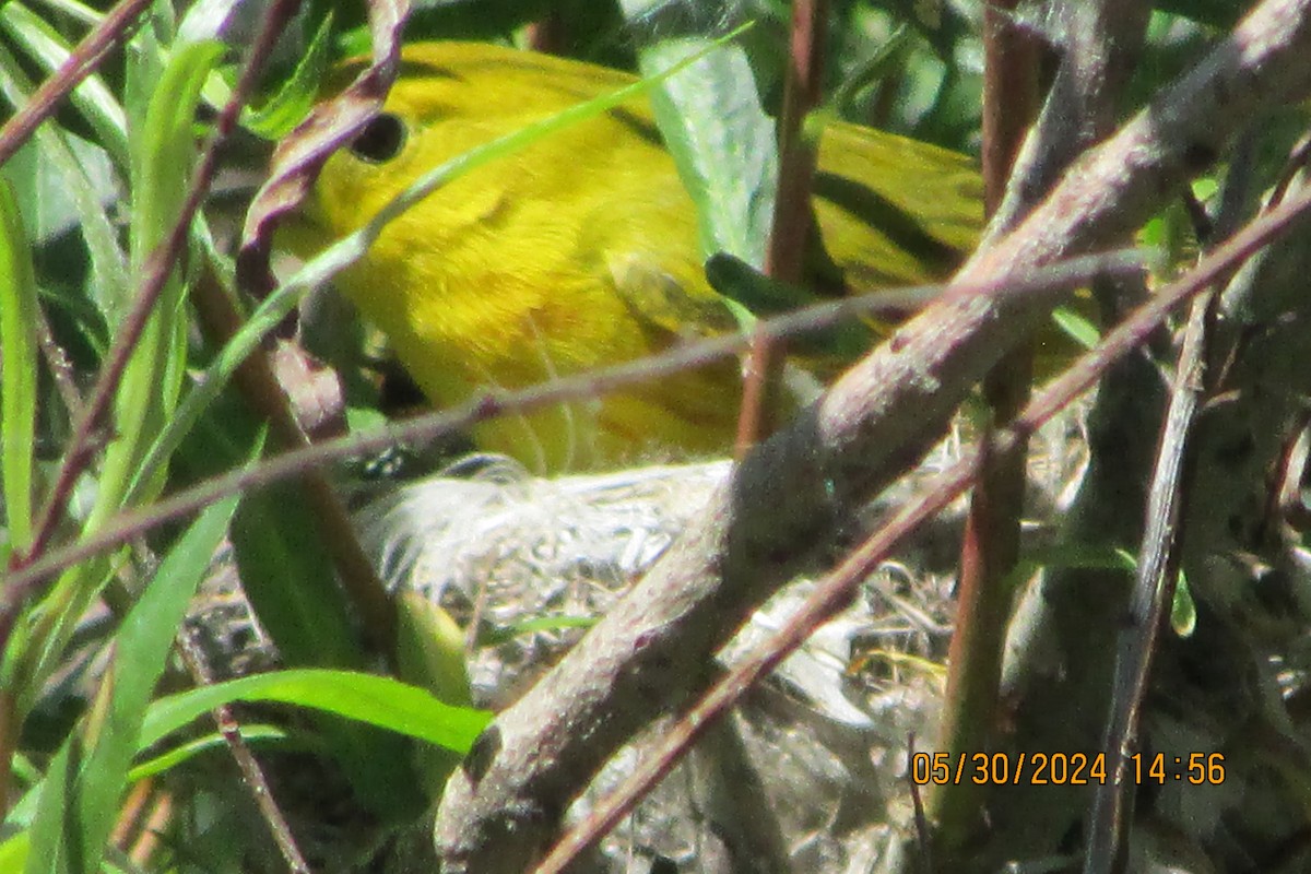 Yellow Warbler - ML619828923