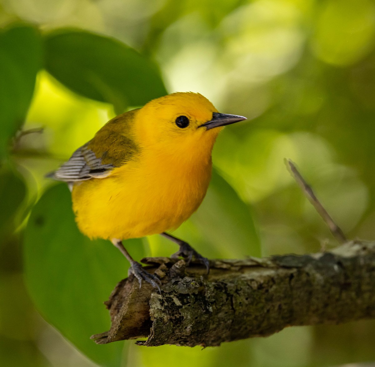 Prothonotary Warbler - ML619828935