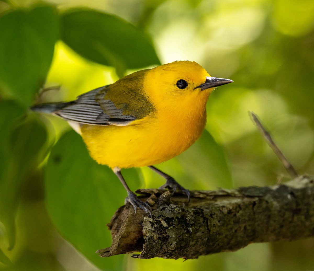 Prothonotary Warbler - ML619828936