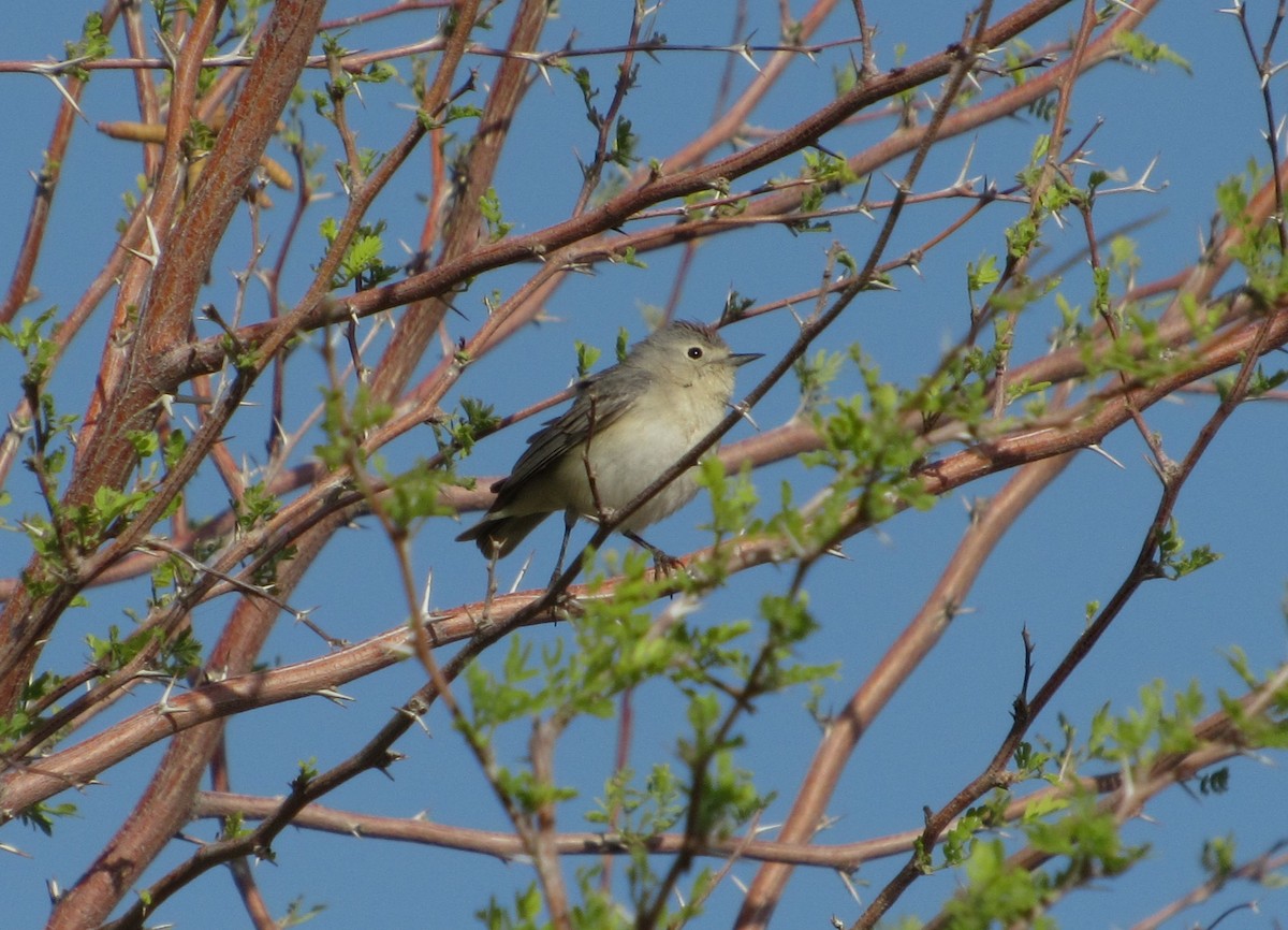 Lucy's Warbler - ML619828949