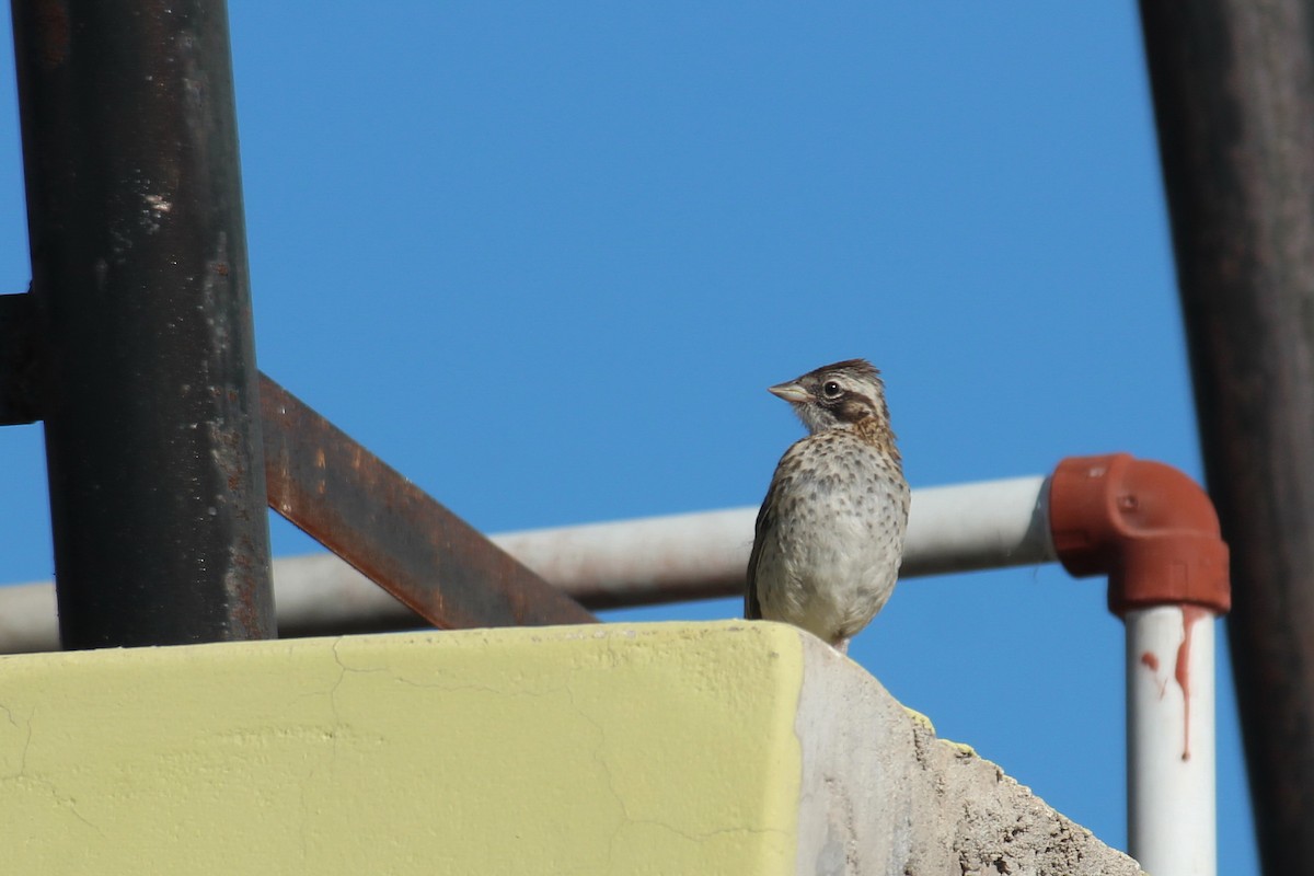 Rufous-collared Sparrow - Pierina A. Bermejo