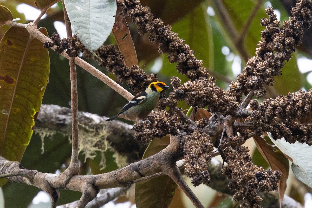 Flame-faced Tanager (Yellow-faced) - ML619828963