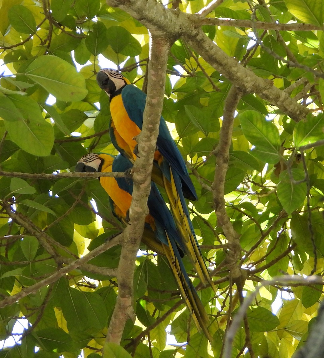 Blue-and-yellow Macaw - ML619828964