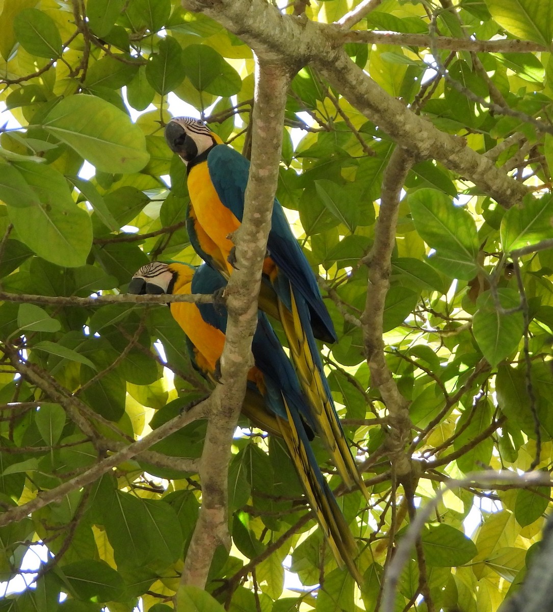 Guacamayo Azuliamarillo - ML619828964