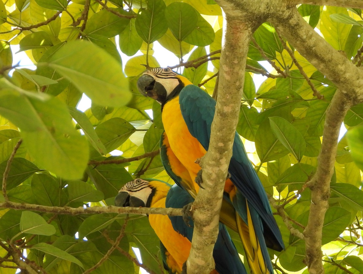 Blue-and-yellow Macaw - Sandi Jacques