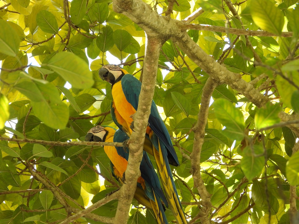 Guacamayo Azuliamarillo - ML619828966