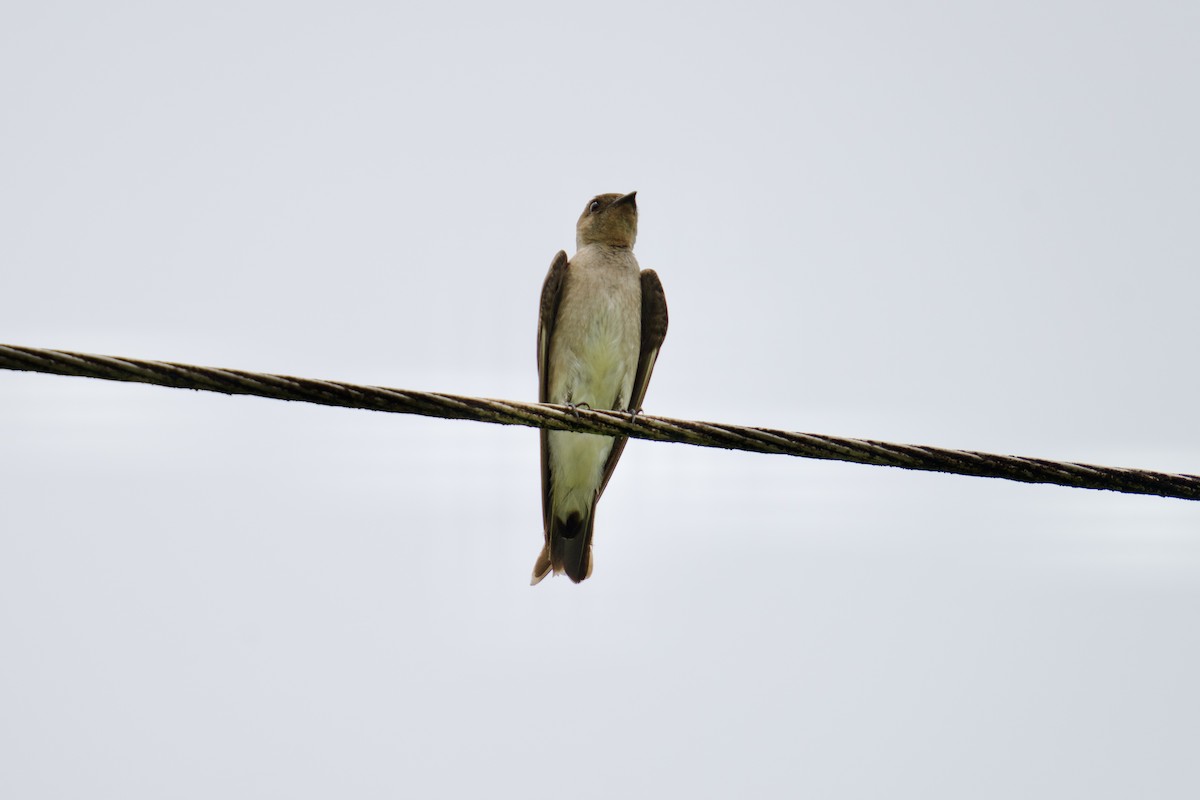 Southern Rough-winged Swallow - ML619828970