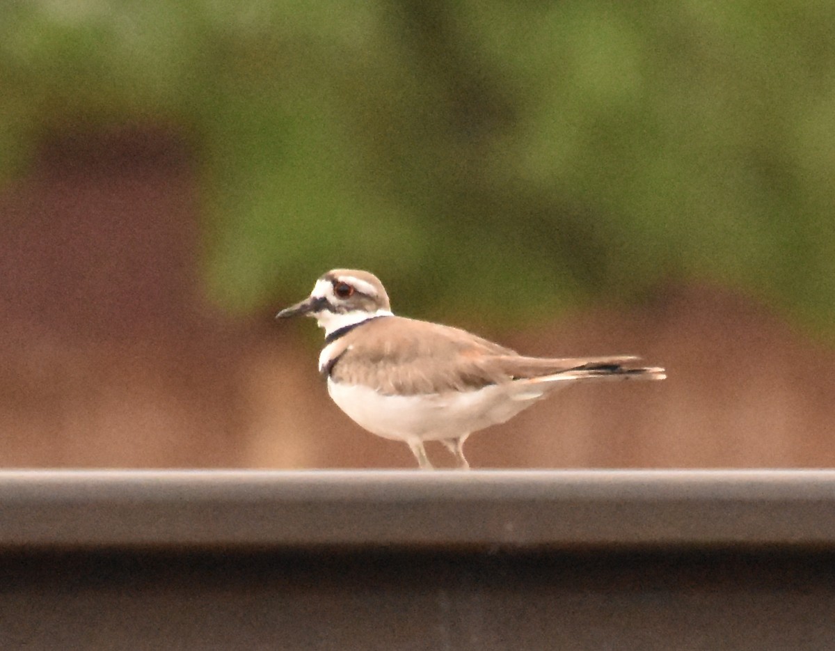 Killdeer - ML619828995