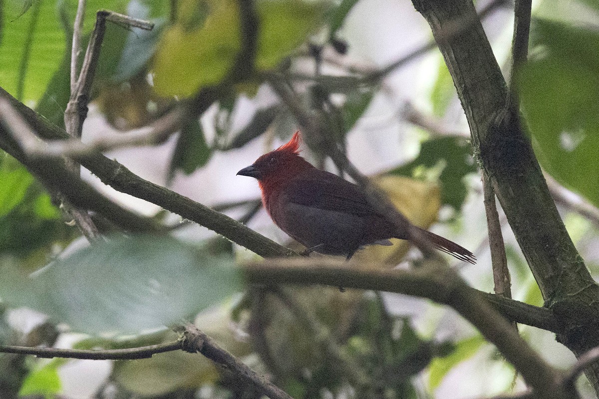 Crested Ant-Tanager - ML619829032