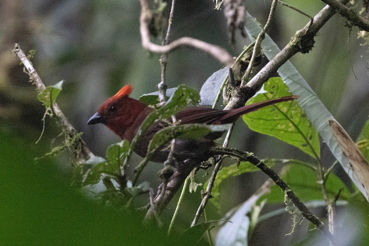 Crested Ant-Tanager - ML619829034