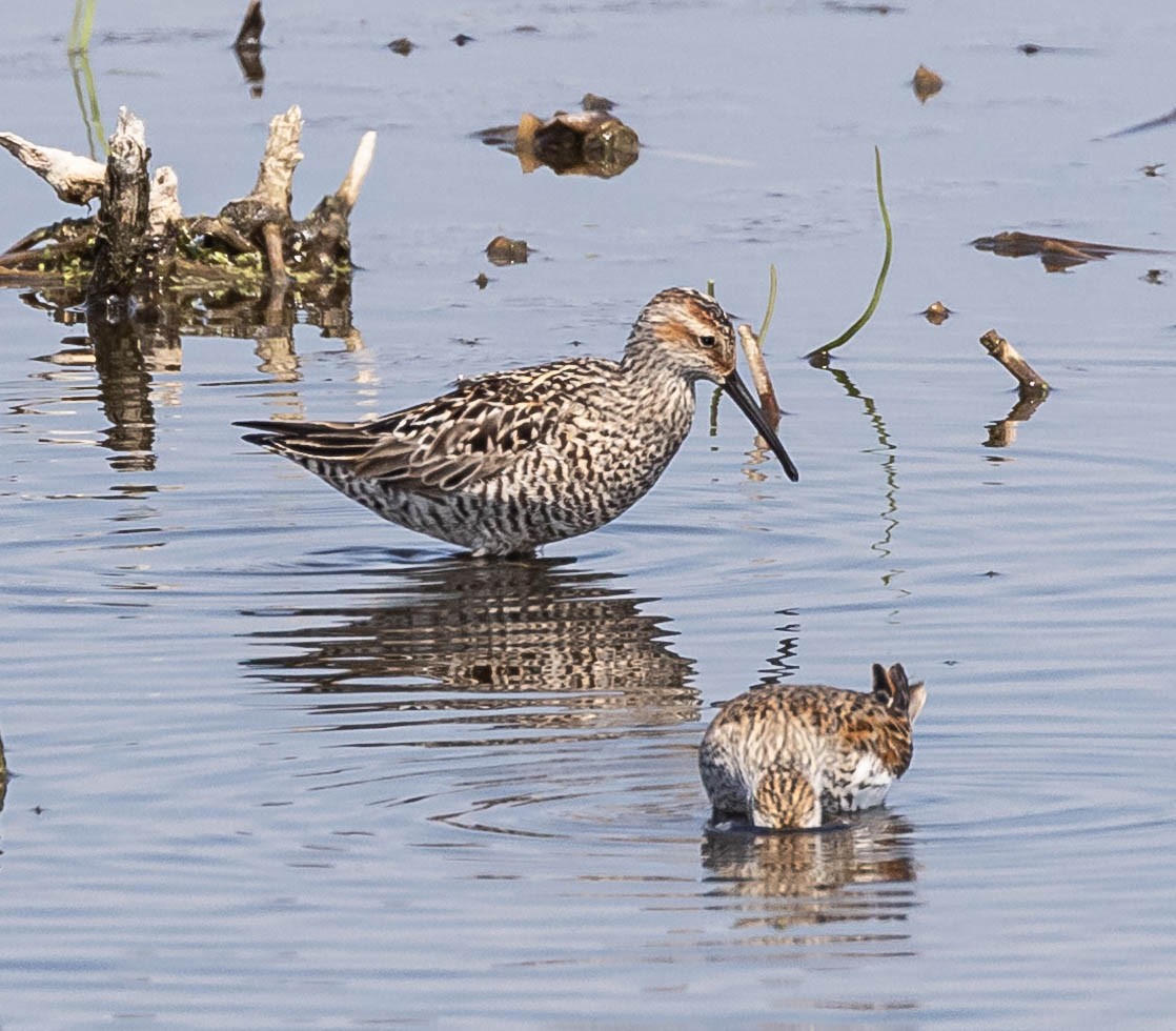 Stilt Sandpiper - Scott Surner