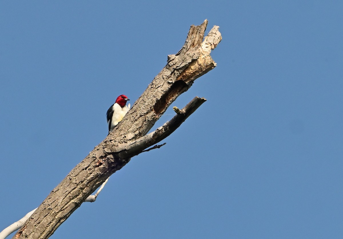 Red-headed Woodpecker - ML619829046