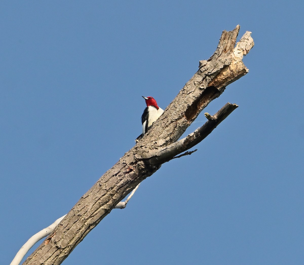 Red-headed Woodpecker - ML619829047