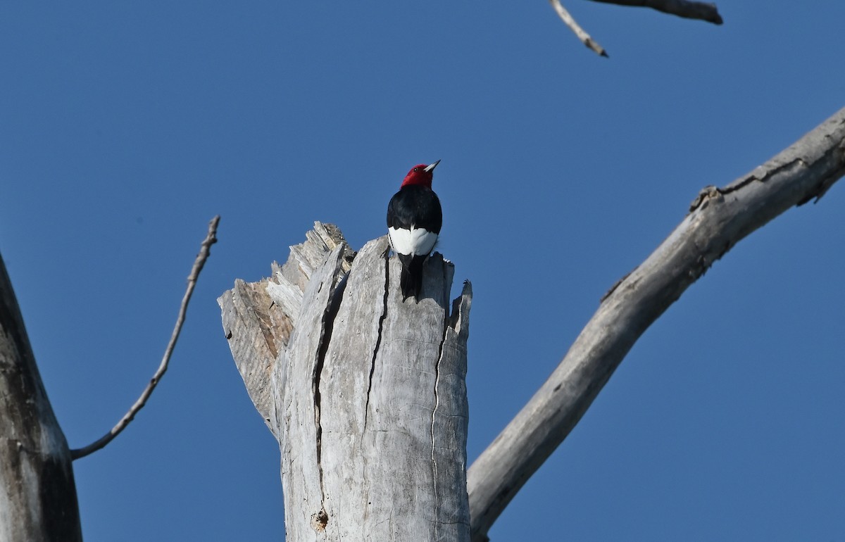 Red-headed Woodpecker - ML619829049