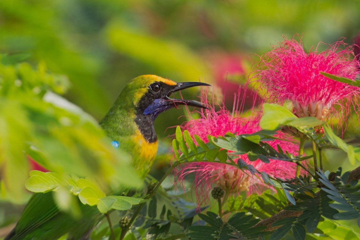 Golden-fronted Leafbird - ML619829052