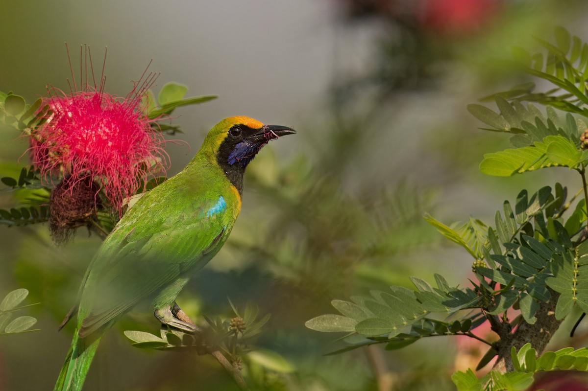 Golden-fronted Leafbird - ML619829053