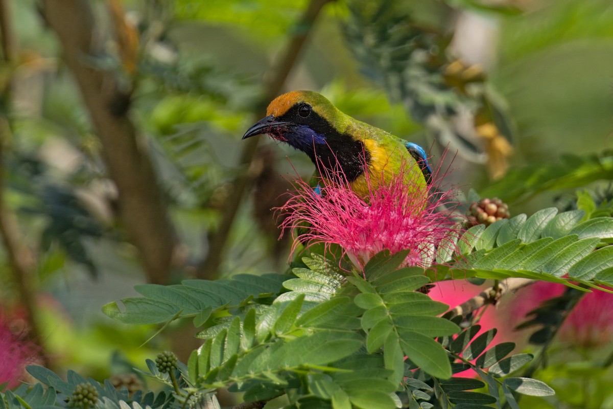 Golden-fronted Leafbird - ML619829054