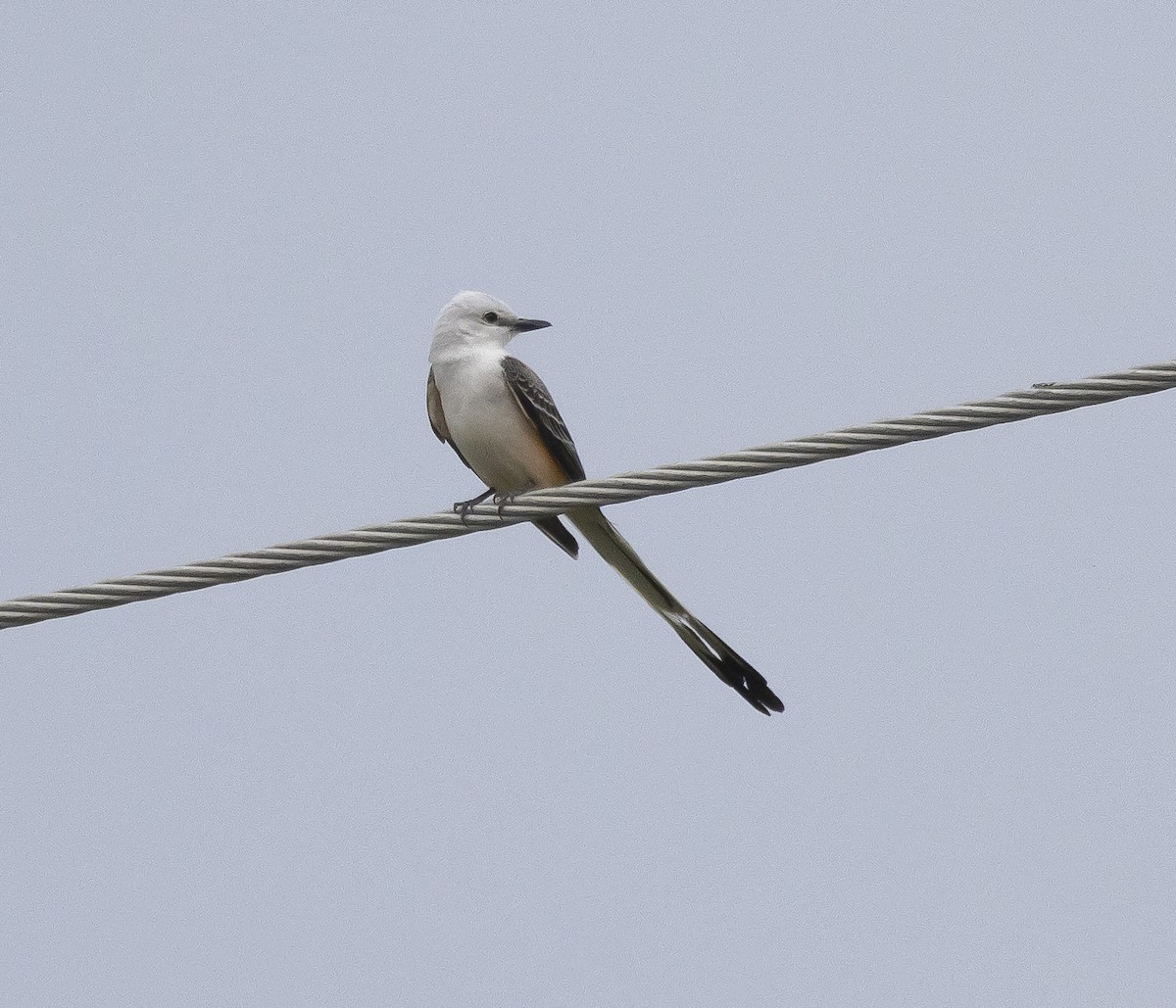 Scissor-tailed Flycatcher - ML619829074