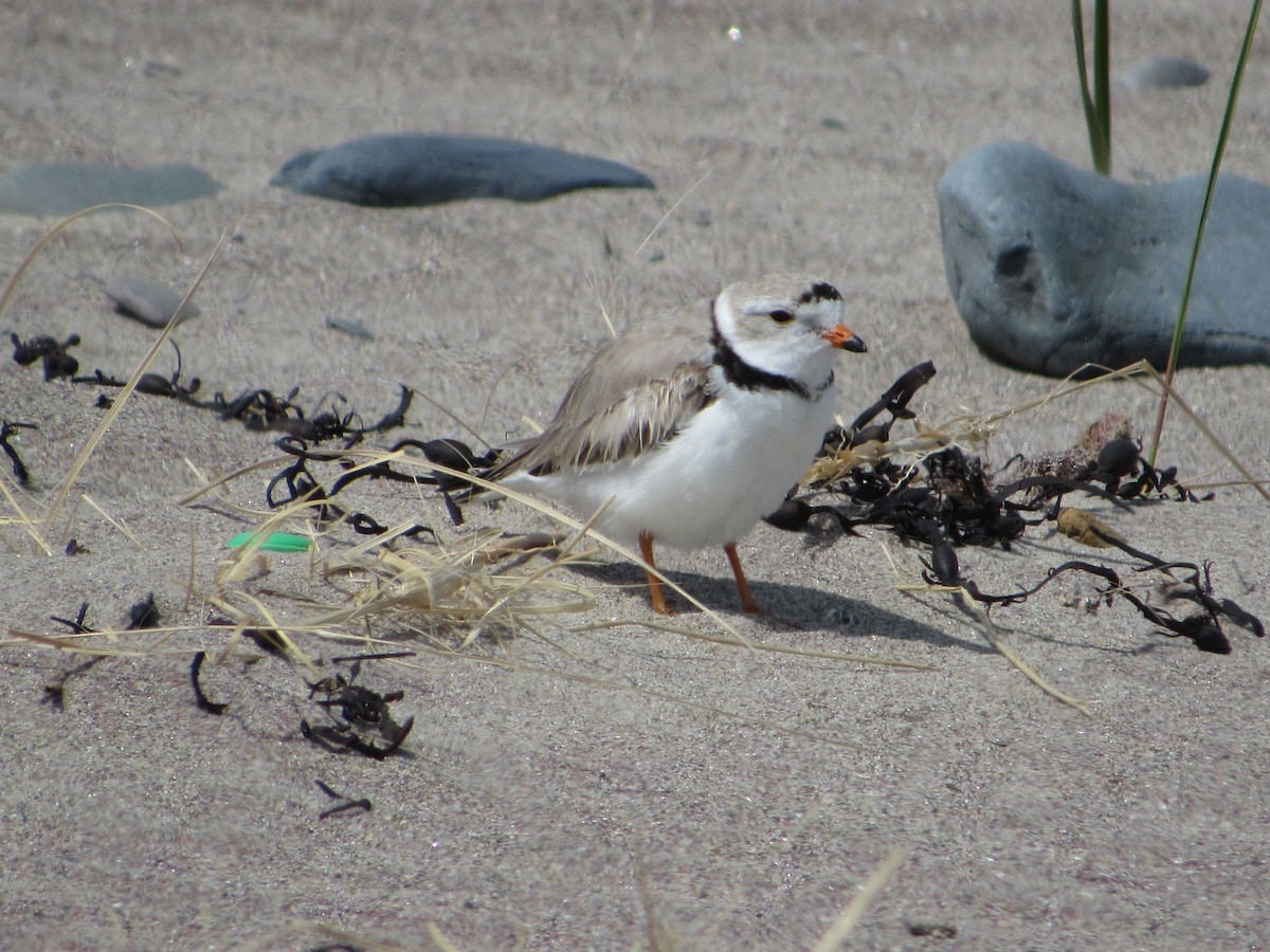 Piping Plover - ML619829086