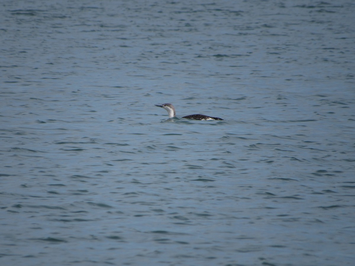 Red-throated Loon - ML619829096