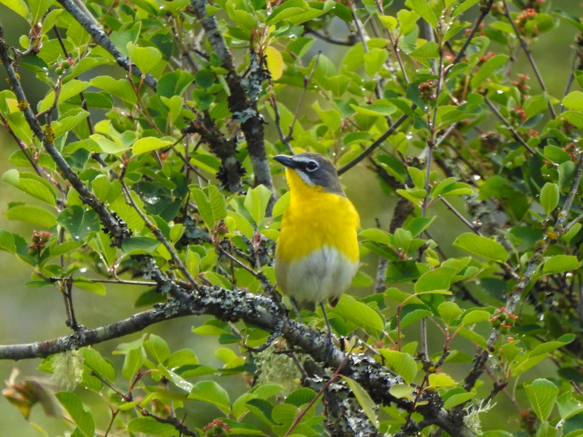 Yellow-breasted Chat - ML619829097
