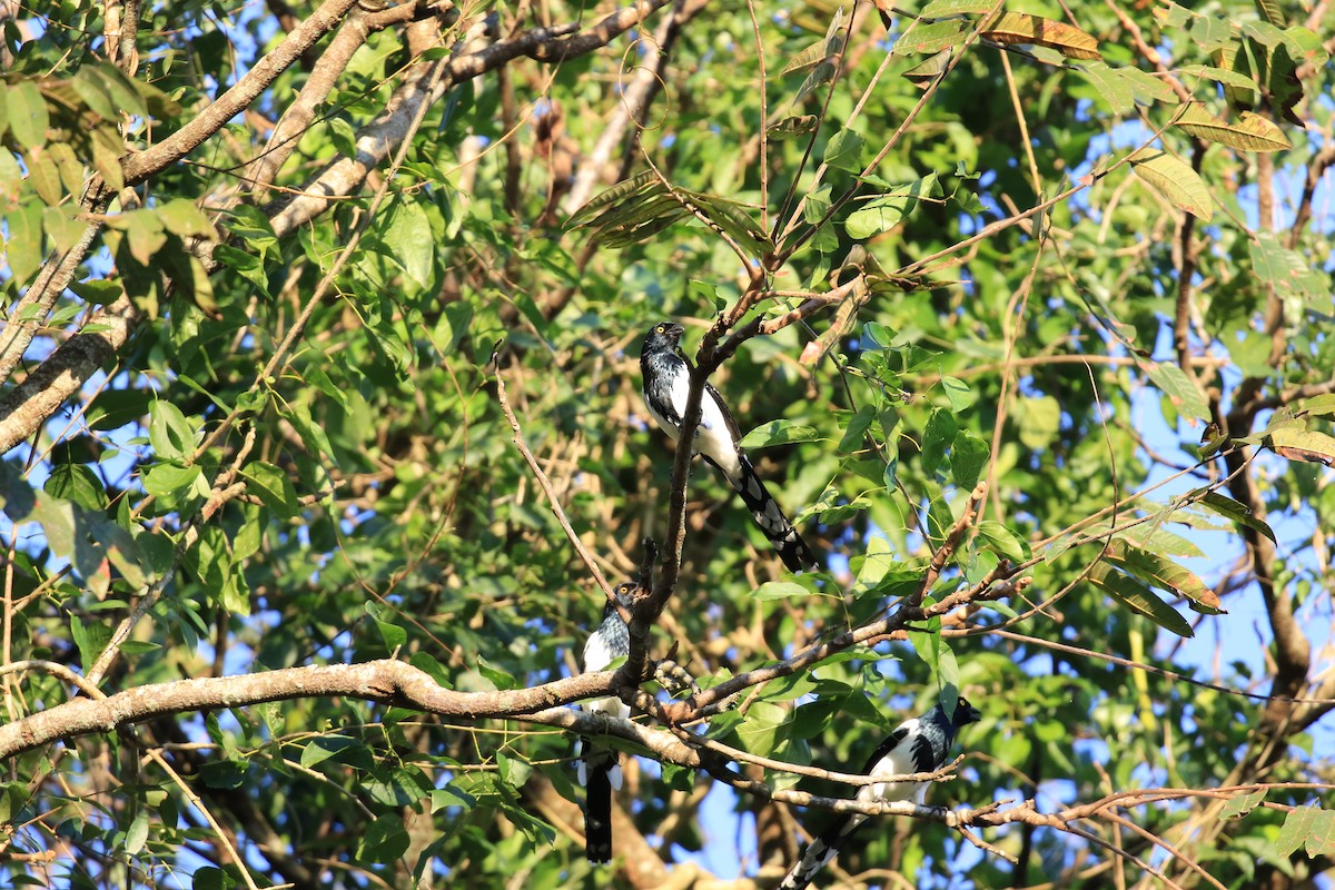 Magpie Tanager - ML619829104