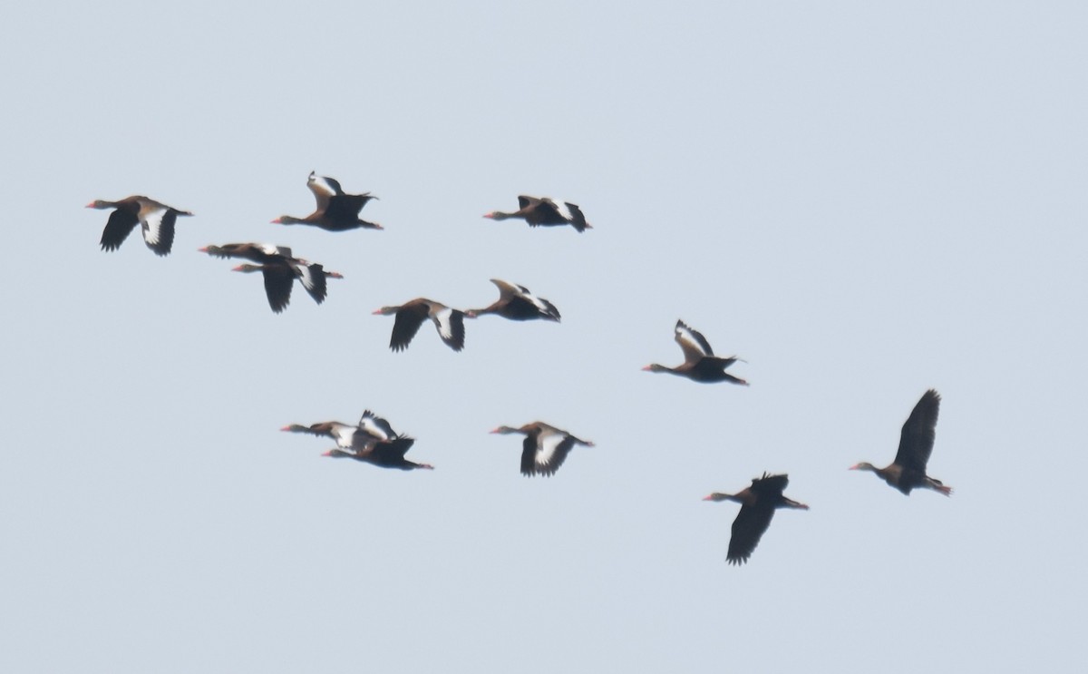 Black-bellied Whistling-Duck - ML619829108