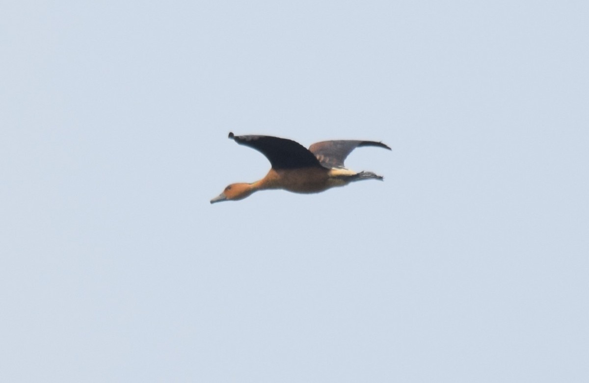 Fulvous Whistling-Duck - ML619829109