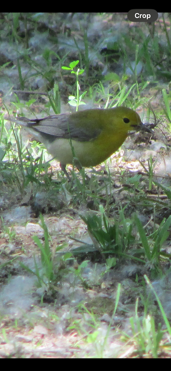 Prothonotary Warbler - ML619829111