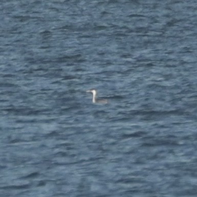 Western Grebe - ML619829115