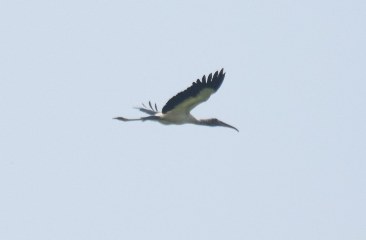 Wood Stork - ML619829119