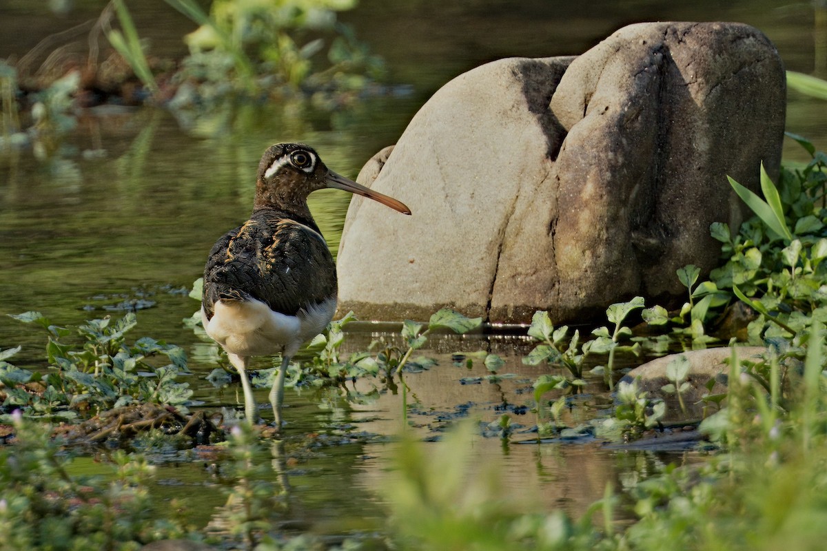 Greater Painted-Snipe - ML619829121