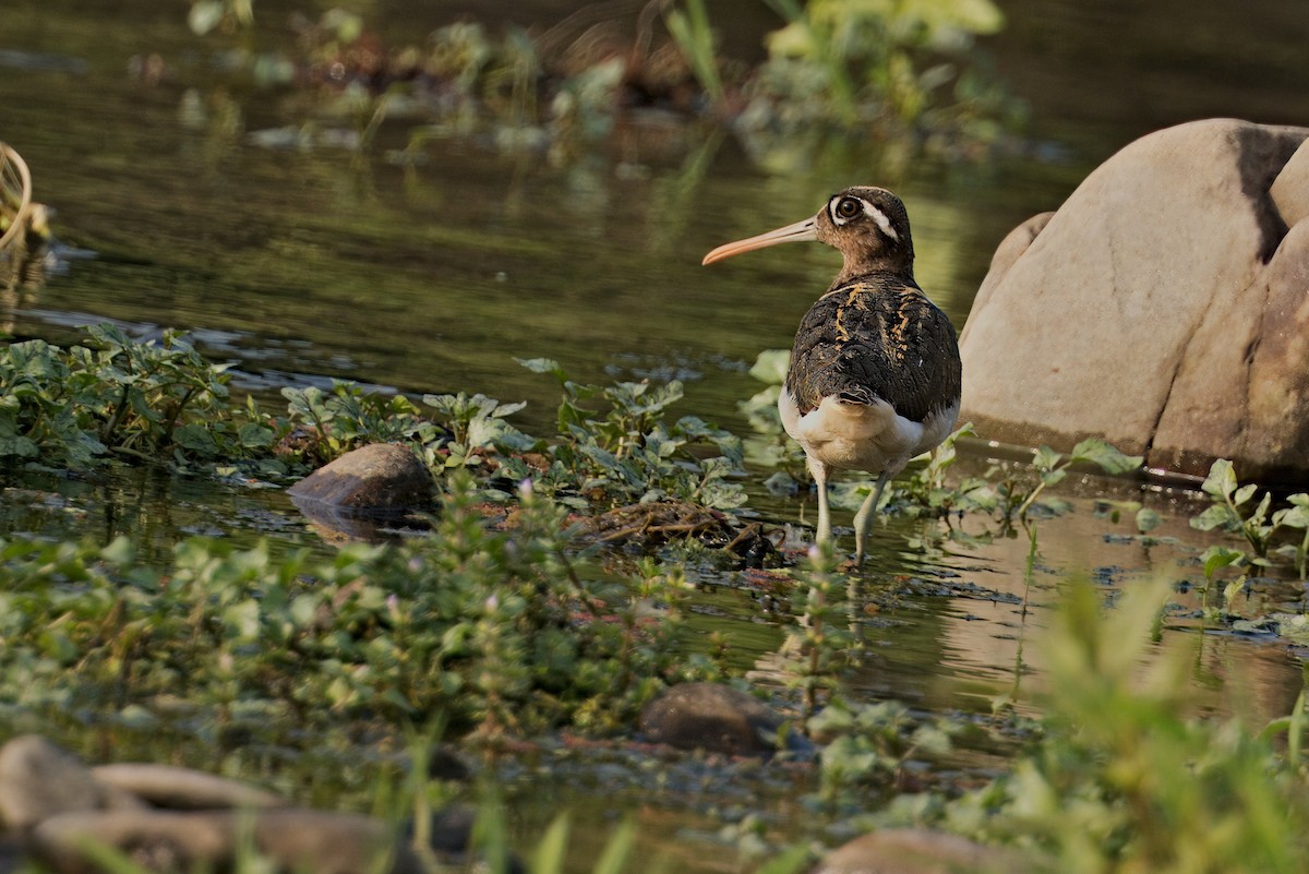 Greater Painted-Snipe - ML619829122