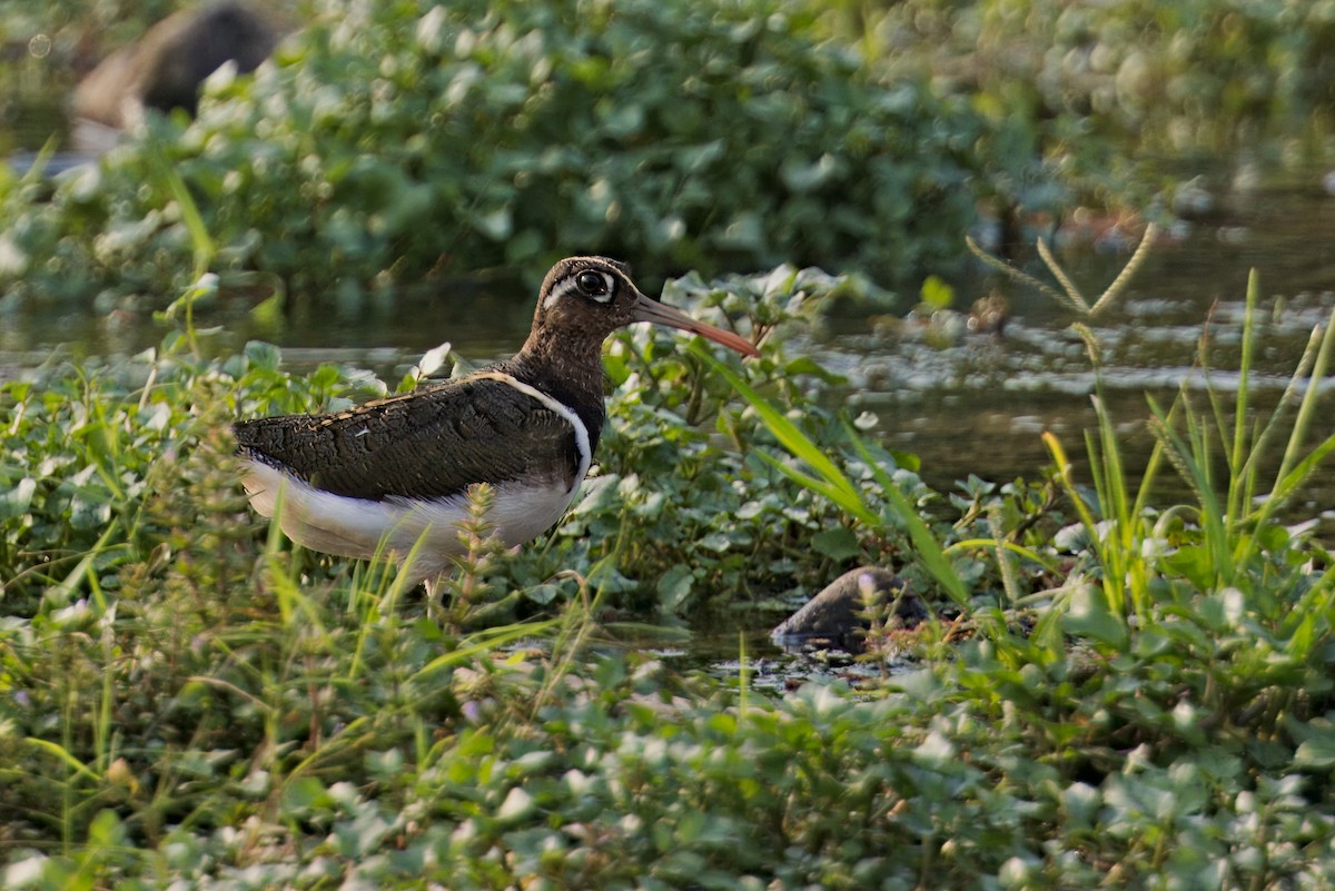 Greater Painted-Snipe - ML619829123