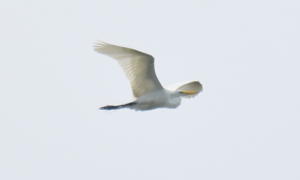 Great Egret - ML619829133