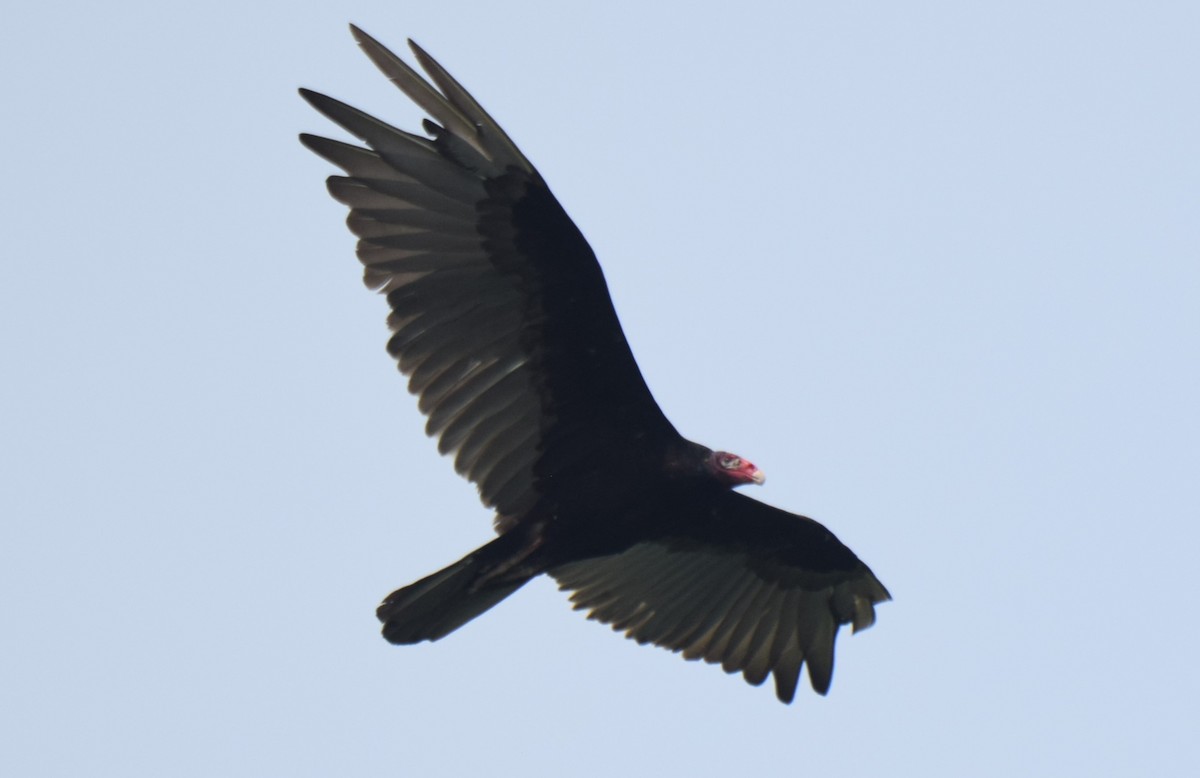 Turkey Vulture - ML619829137