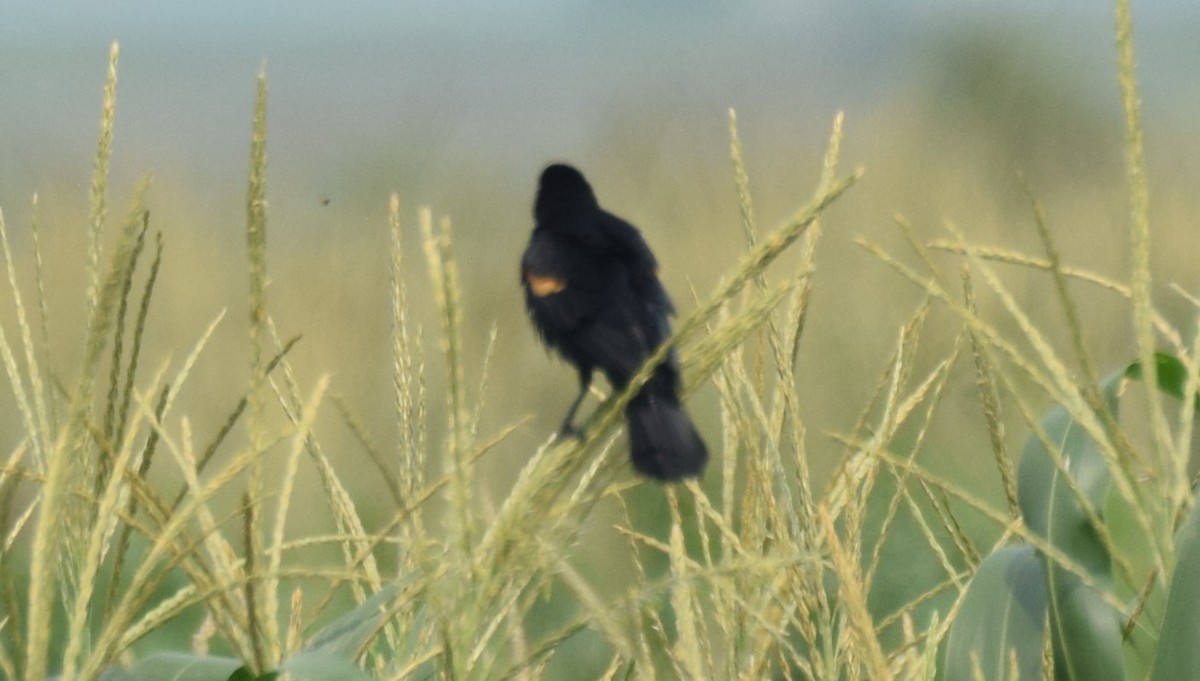 Red-winged Blackbird - ML619829144