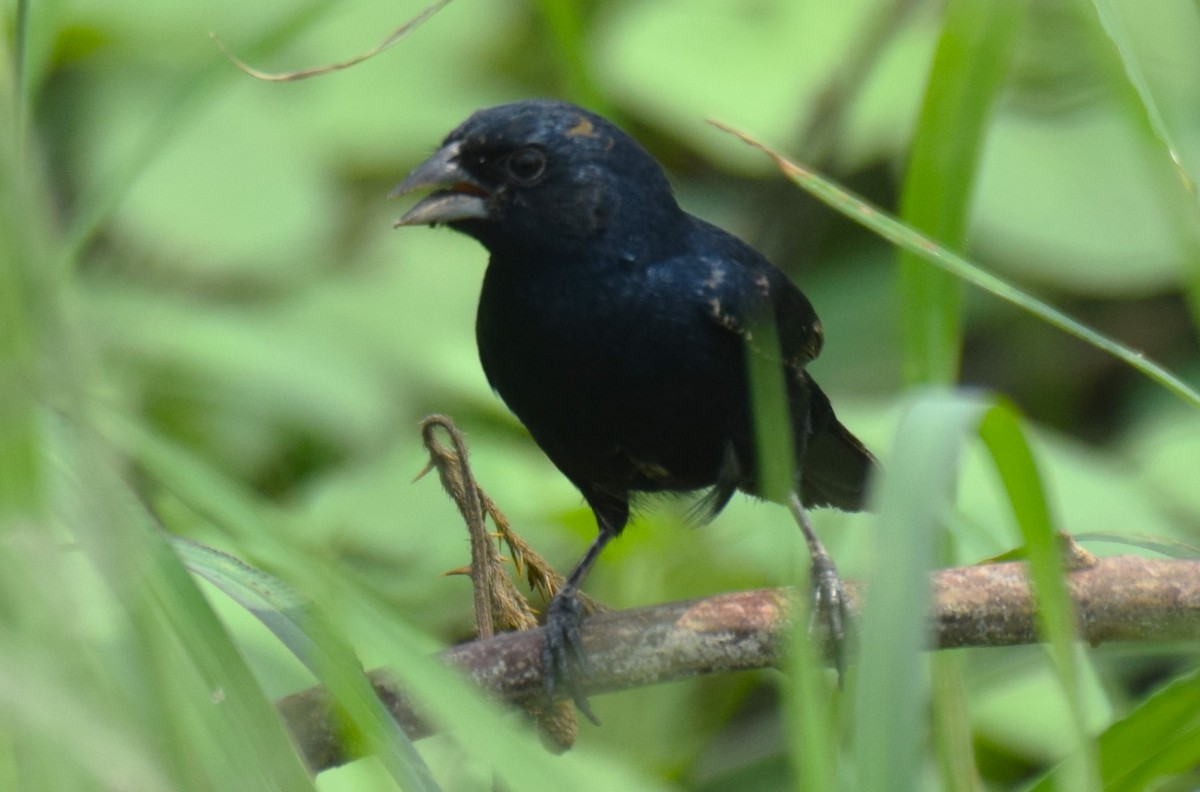 Blue-black Grassquit - ML619829151