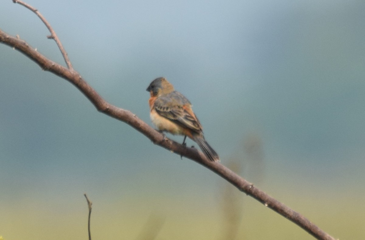 Ruddy-breasted Seedeater - ML619829155