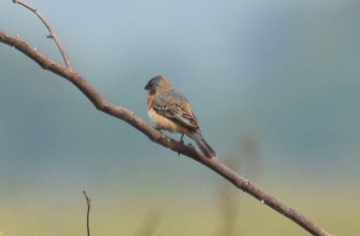 Ruddy-breasted Seedeater - Nestor Herrera