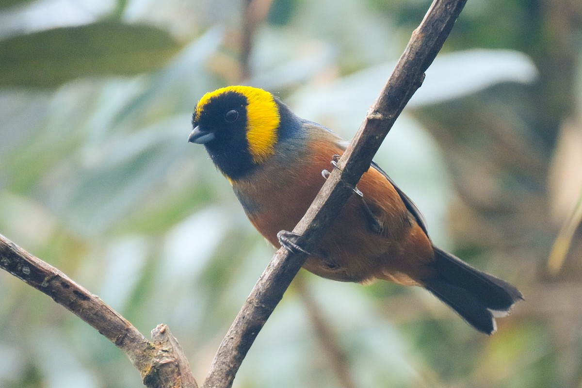 Golden-collared Tanager - ML619829159
