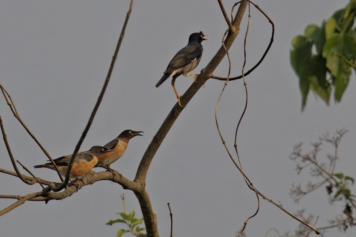 Spot-winged Starling - ML619829172